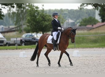 Poney de selle allemand, Jument, 5 Ans, 147 cm, Bai