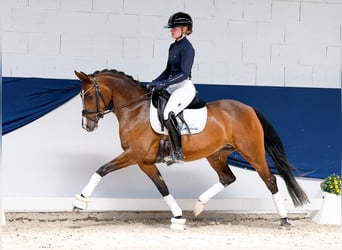 Poney de selle allemand, Jument, 5 Ans, 147 cm, Bai