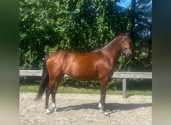 Poney de selle allemand, Jument, 5 Ans, 147 cm, Bai