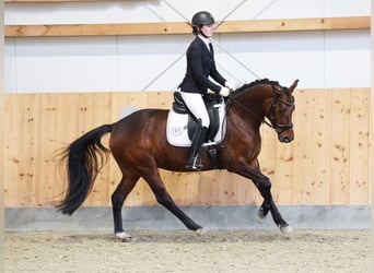 Poney de selle allemand, Jument, 5 Ans, 147 cm, Bai