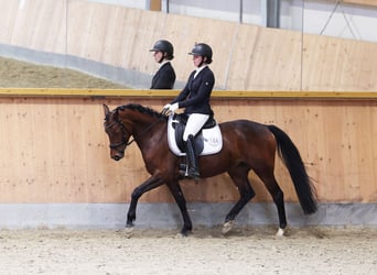 Poney de selle allemand, Jument, 5 Ans, 147 cm, Bai