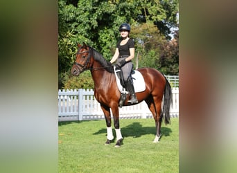 Poney de selle allemand, Jument, 5 Ans, 147 cm, Bai
