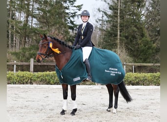 Poney de selle allemand, Jument, 5 Ans, 147 cm, Bai