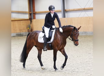 Poney de selle allemand, Jument, 5 Ans, 147 cm, Bai