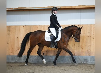Poney de selle allemand, Jument, 5 Ans, 147 cm, Bai