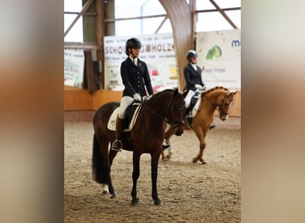 Poney de selle allemand, Jument, 5 Ans, 147 cm, Bai