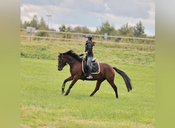 Poney de selle allemand, Jument, 5 Ans, 147 cm, Bai
