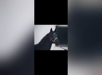 Poney de selle allemand, Jument, 5 Ans, 147 cm, Noir