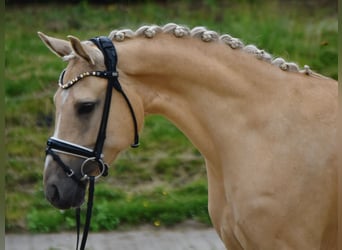 Poney de selle allemand, Jument, 5 Ans, 147 cm, Palomino