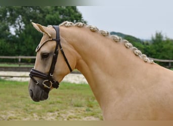 Poney de selle allemand, Jument, 5 Ans, 147 cm, Palomino