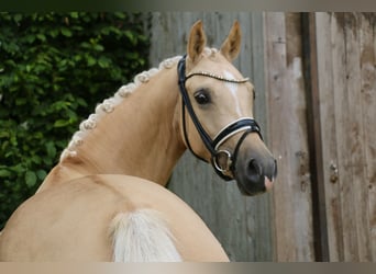 Poney de selle allemand, Jument, 5 Ans, 147 cm, Palomino