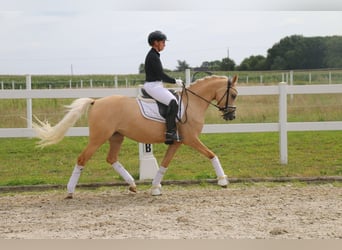 Poney de selle allemand, Jument, 5 Ans, 147 cm, Palomino