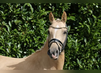 Poney de selle allemand, Jument, 5 Ans, 147 cm, Palomino