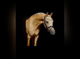 Poney de selle allemand, Jument, 5 Ans, 147 cm, Palomino