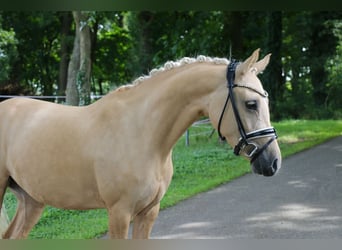Poney de selle allemand, Jument, 5 Ans, 147 cm, Palomino