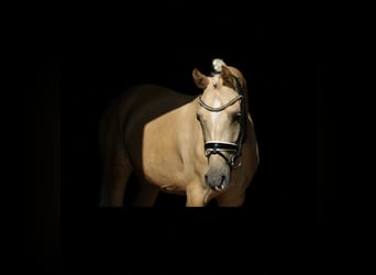 Poney de selle allemand, Jument, 5 Ans, 147 cm, Palomino