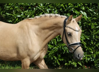 Poney de selle allemand, Jument, 5 Ans, 147 cm, Palomino