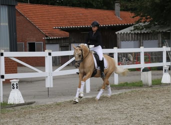 Poney de selle allemand, Jument, 5 Ans, 147 cm, Palomino