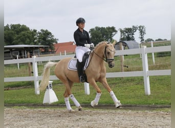 Poney de selle allemand, Jument, 5 Ans, 147 cm, Palomino