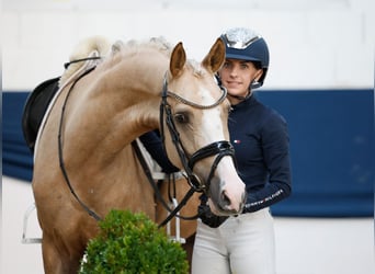Poney de selle allemand, Jument, 5 Ans, 147 cm, Palomino