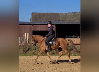 Poney de selle allemand, Jument, 5 Ans, 148 cm, Alezan