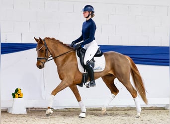 Poney de selle allemand, Jument, 5 Ans, 148 cm, Alezan