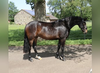 Poney de selle allemand, Jument, 5 Ans, 148 cm, Bai