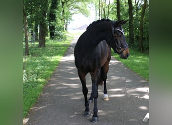 Poney de selle allemand, Jument, 5 Ans, 148 cm, Bai