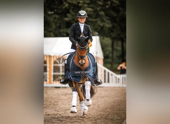 Poney de selle allemand, Jument, 5 Ans, 148 cm, Bai