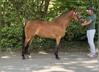 Poney de selle allemand, Jument, 5 Ans, 148 cm, Bai