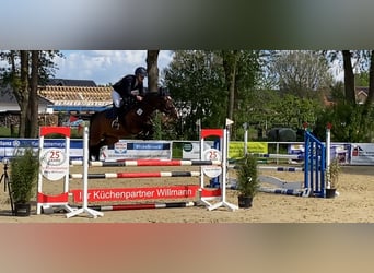 Poney de selle allemand, Jument, 5 Ans, 148 cm, Bai