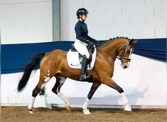 Poney de selle allemand, Jument, 5 Ans, 148 cm, Bai