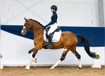 Poney de selle allemand, Jument, 5 Ans, 148 cm, Bai