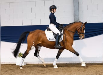 Poney de selle allemand, Jument, 5 Ans, 148 cm, Bai