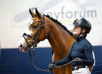 Poney de selle allemand, Jument, 5 Ans, 148 cm, Bai