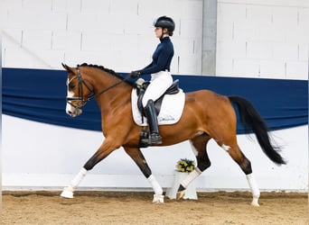 Poney de selle allemand, Jument, 5 Ans, 148 cm, Bai