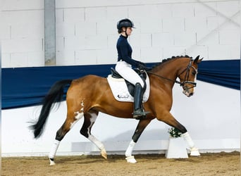 Poney de selle allemand, Jument, 5 Ans, 148 cm, Bai