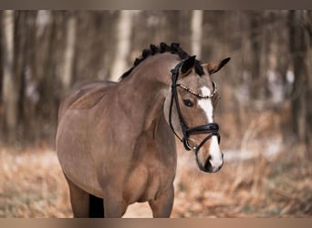 Poney de selle allemand, Jument, 5 Ans, 148 cm, Buckskin
