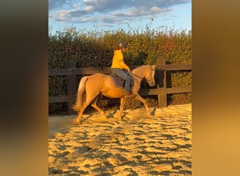 Poney de selle allemand, Jument, 5 Ans, 148 cm, Champagne
