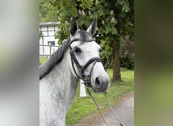 Poney de selle allemand, Jument, 5 Ans, 148 cm, Gris