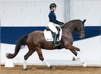 Poney de selle allemand, Jument, 5 Ans, 148 cm, Noir