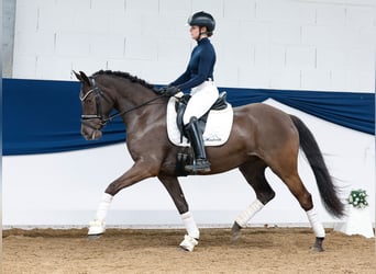 Poney de selle allemand, Jument, 5 Ans, 148 cm, Noir