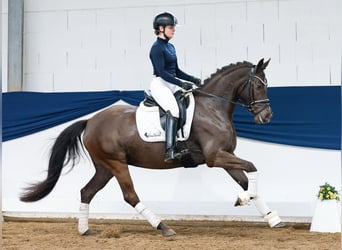 Poney de selle allemand, Jument, 5 Ans, 148 cm, Noir