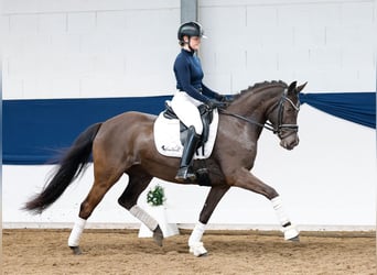 Poney de selle allemand, Jument, 5 Ans, 148 cm, Noir