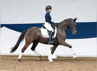 Poney de selle allemand, Jument, 5 Ans, 148 cm, Noir