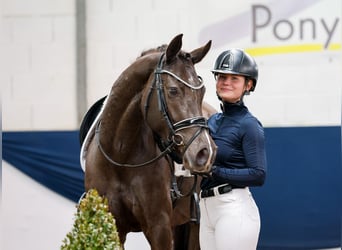 Poney de selle allemand, Jument, 5 Ans, 148 cm, Noir
