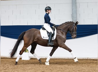 Poney de selle allemand, Jument, 5 Ans, 148 cm, Noir