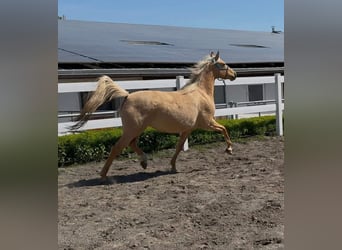 Poney de selle allemand, Jument, 5 Ans, 148 cm, Palomino