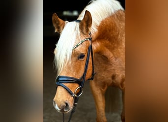 Poney de selle allemand, Jument, 5 Ans, 148 cm, Palomino