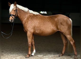 Poney de selle allemand, Jument, 5 Ans, 148 cm, Palomino